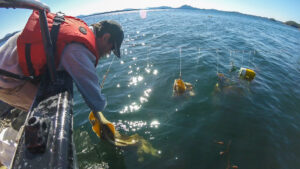 Heiltsuk Guardian collecting Spawn on Kelp off the boat