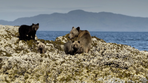 Grizzlies on the coast