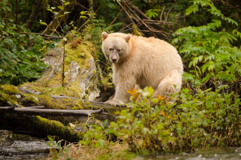 A good news story — new ban on black bear hunting | Coastal First Nations
