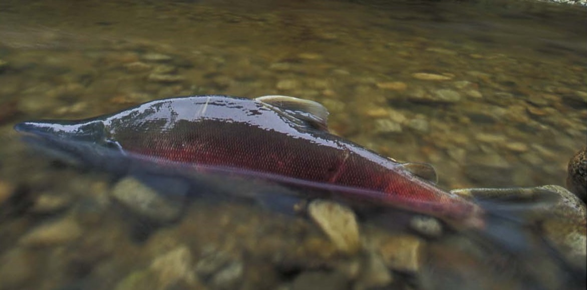 Sockeye salmon spawing