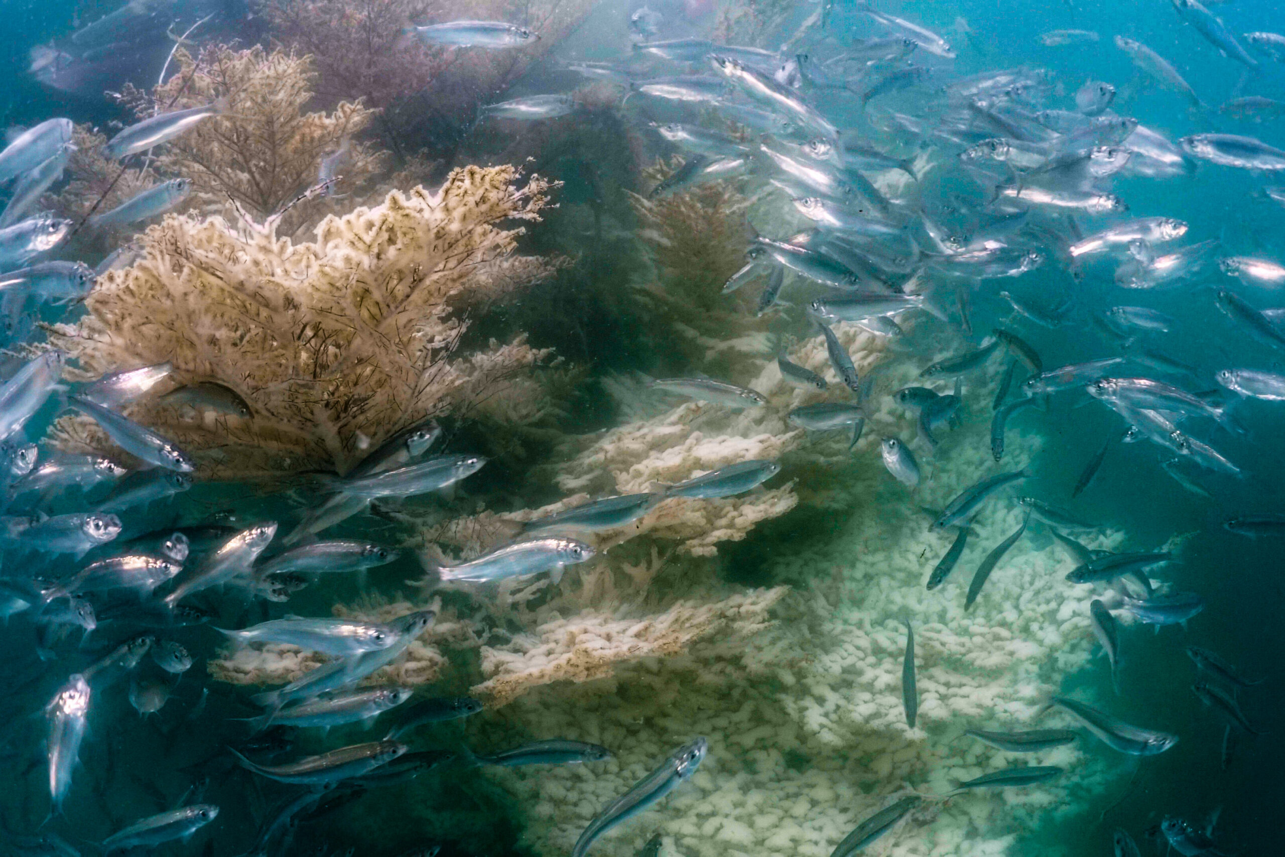 Underwater fish and weeds