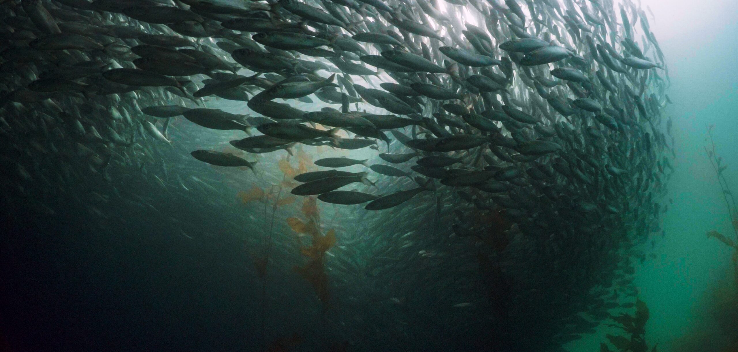 underwater fish